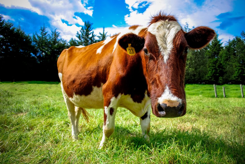 PLV allaitement vache