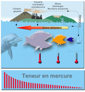 allaitement poisson mercure