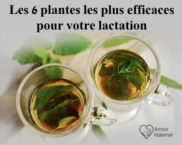 plantes galactogènes lactation allaitement