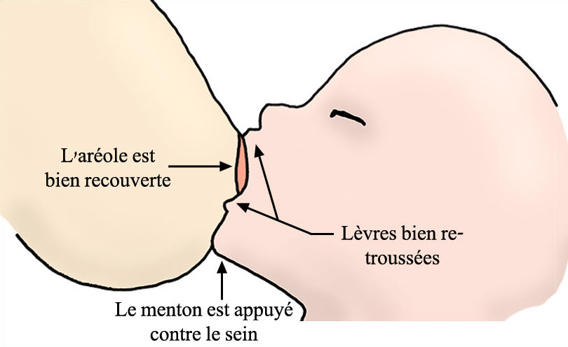 prise du sein schéma