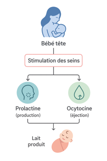 stimuler lactation